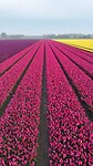 VID-20250421-WA0040