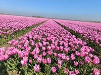 IMG_20250412_114641