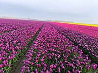 IMG_20250421_082626