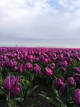 IMG_20250421_083234