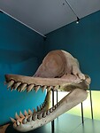 IMG_20250629_144116
