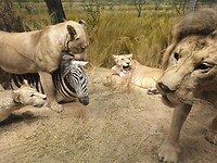 IMG_20250610_114522