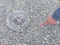 IMG_20260729_215739