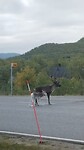 VID_20260823_091334