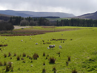 Schapen!