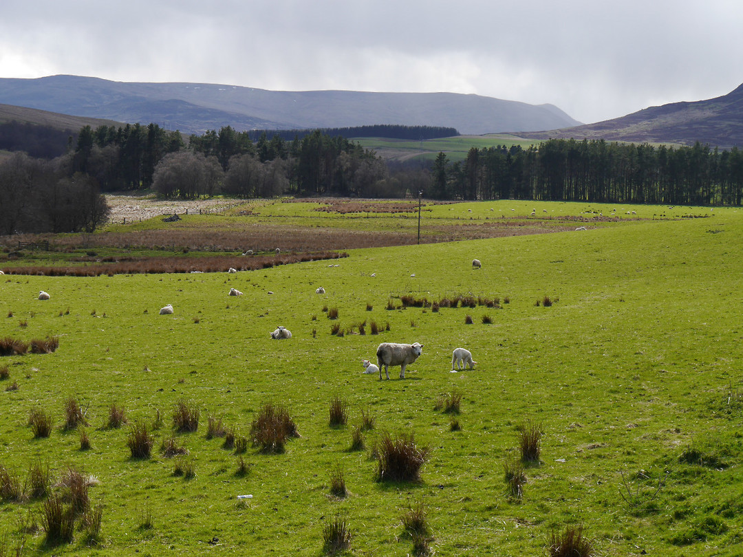 Schapen!