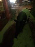 Gewoon een wilde tapir die langs het restaurant loopt!