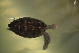 Bij de schildpaddenopvang