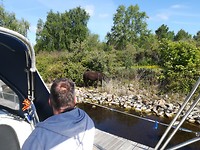 Paardje komt heel dichtbij de boot