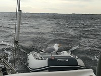 Liftende meeuw