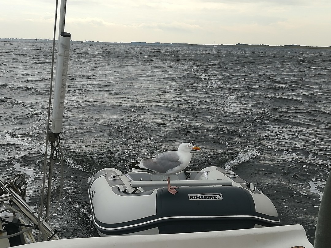Liftende meeuw