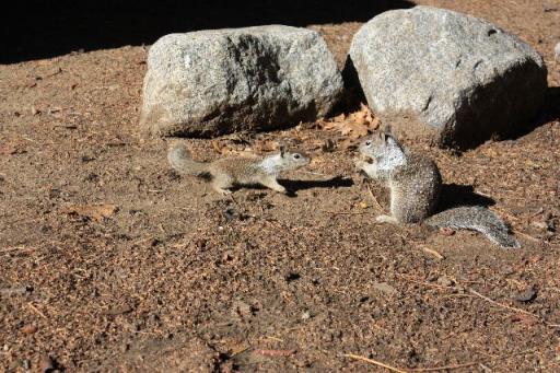 Eekhoorntjes in overvloed in het Yosemite NP