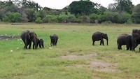 Olifantensafari, Minneriya