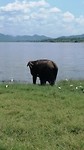 Olifantensafari in Minneriya
