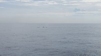 IMG_20190417_082921