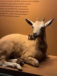 Royal Ontario Museum