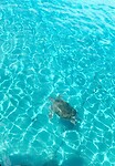 Schildpad