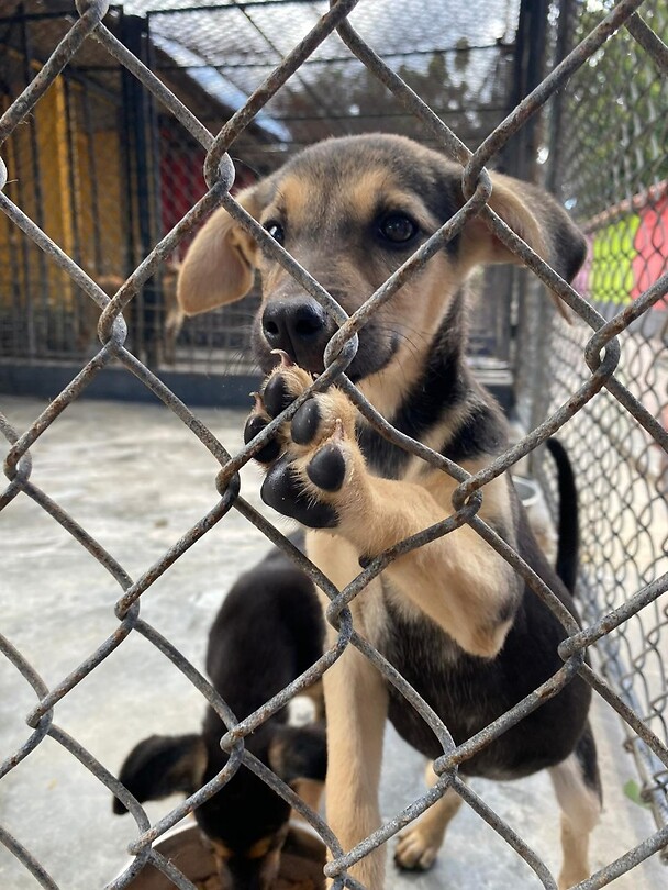 Puppy