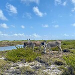 Bonaire ezels