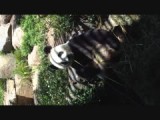 Wang Wang the Giant Panda at Adelaide Zoo