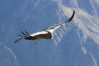 IMG_7407