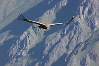 IMG_7399