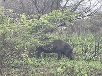 IMG_9988