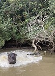 IMG_9994
