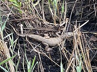 IMG_0008