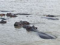 IMG_0018