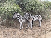 IMG_0051