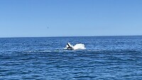 IMG_0423