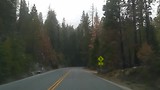 Sequoia Forrest