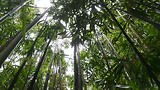 Bamboo sings us the song of its people
