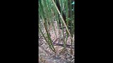 The jungle movie