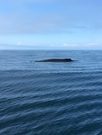 IMG_0429