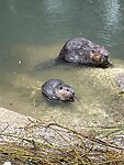 IMG_4231