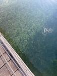 IMG_4412