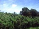 DSC00806