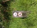 BILD1368 - Copy