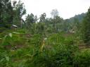 Bukittinggi