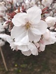 Sakura close-up