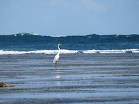 vogel bij Nusa Dua