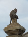 aap bij uluwatu