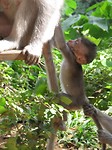 Monkey forest (olifanten treintje)