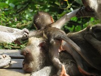 Monkey forest (baby aap die in vieren word gedeeld)