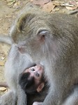 Monkey forest