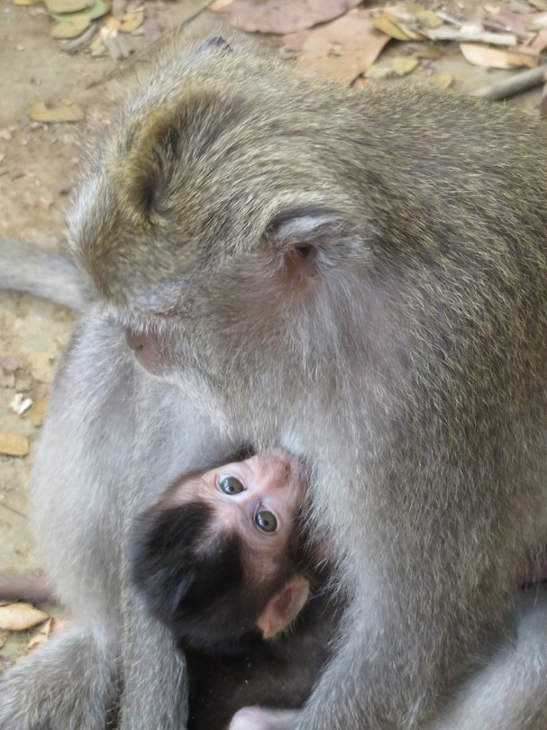 Monkey forest