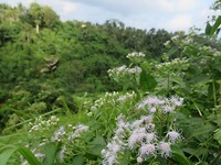 Campuhan Ridge Walk