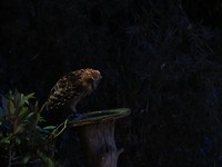 Night Safari
